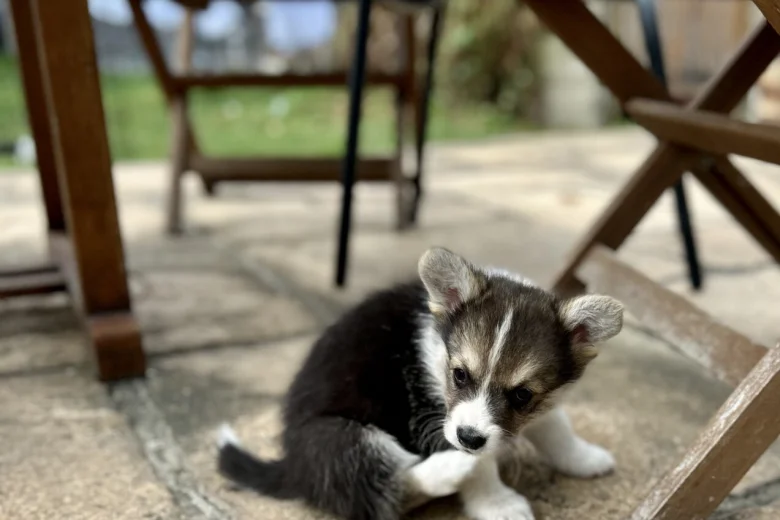 Welsh Corgi Pembroke