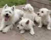 West Highland White Terrier