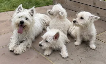 West Highland White Terrier