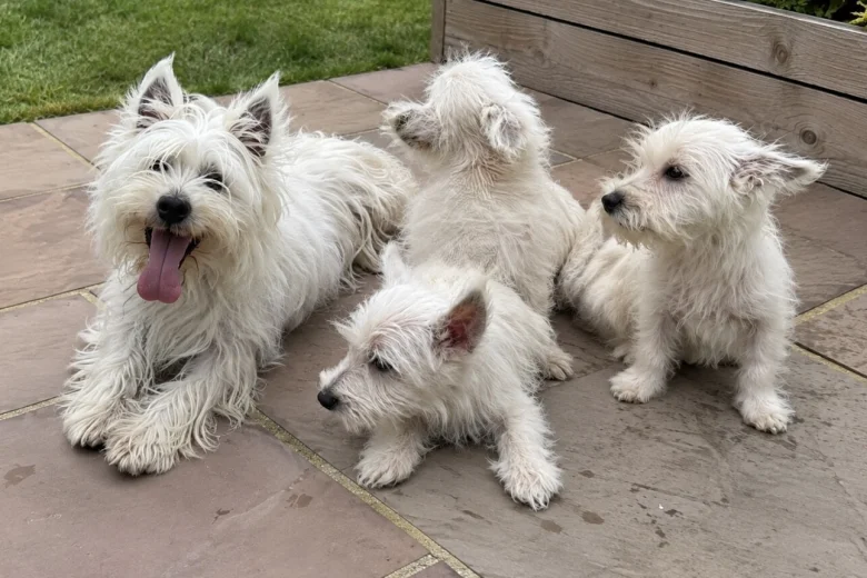 West Highland White Terrier