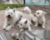 West Highland White Terrier