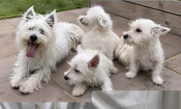 West Highland White Terrier
