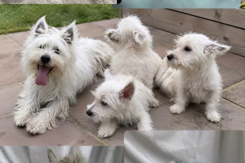 West Highland White Terrier