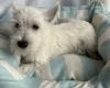 West Highland White Terrier