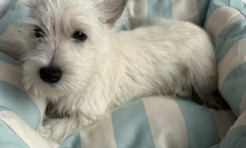 West Highland White Terrier