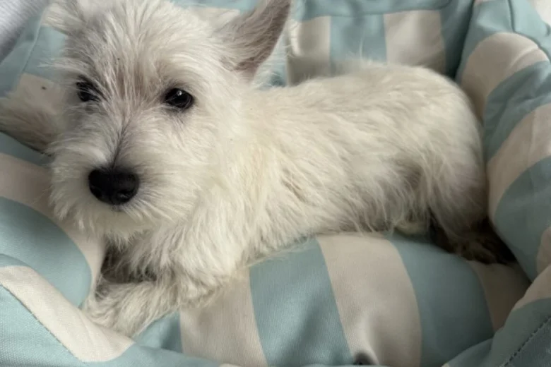 West Highland White Terrier
