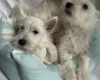 West Highland White Terrier