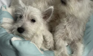 West Highland White Terrier