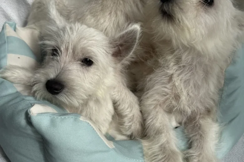 West Highland White Terrier