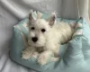 West Highland White Terrier