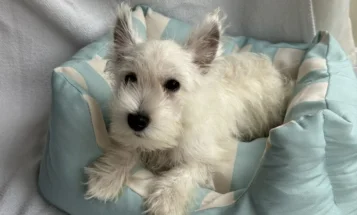 West Highland White Terrier