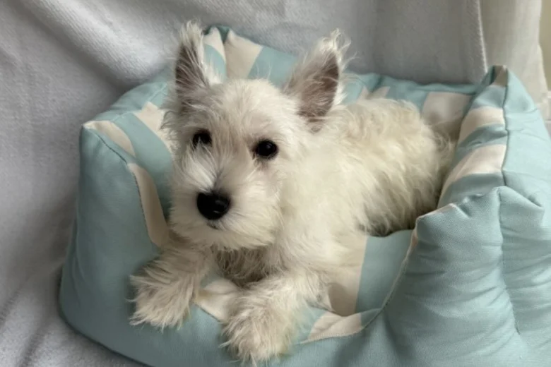 West Highland White Terrier