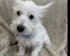 West Highland White Terrier