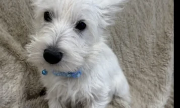 West Highland White Terrier