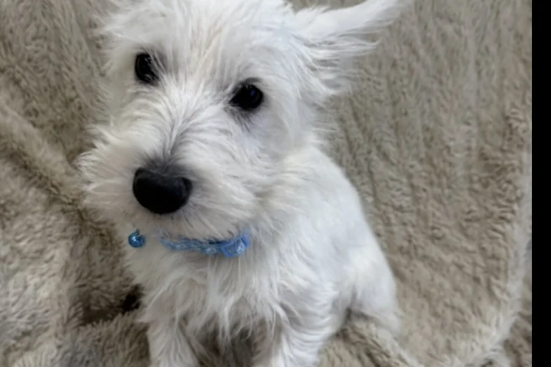 West Highland White Terrier
