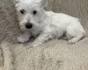 West Highland White Terrier