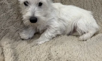 West Highland White Terrier