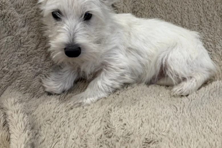 West Highland White Terrier