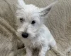 West Highland White Terrier