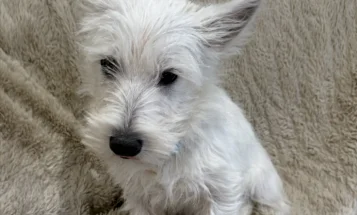 West Highland White Terrier
