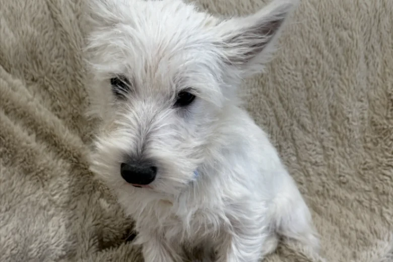 West Highland White Terrier