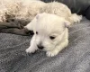 West Highland White Terrier