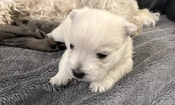 West Highland White Terrier