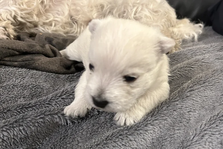 West Highland White Terrier