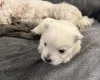 West Highland White Terrier