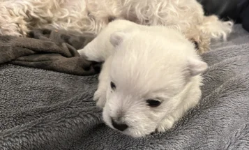 West Highland White Terrier
