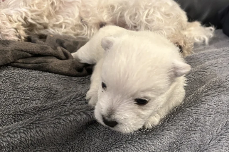 West Highland White Terrier