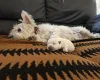 West Highland White Terrier