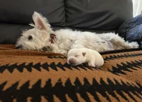 Puppy 1