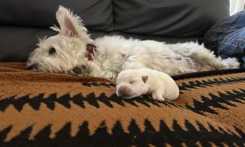 West Highland White Terrier