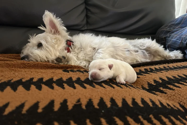 West Highland White Terrier