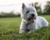 West Highland White Terrier