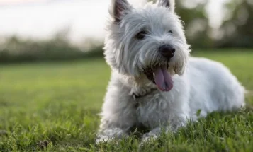 West Highland White Terrier