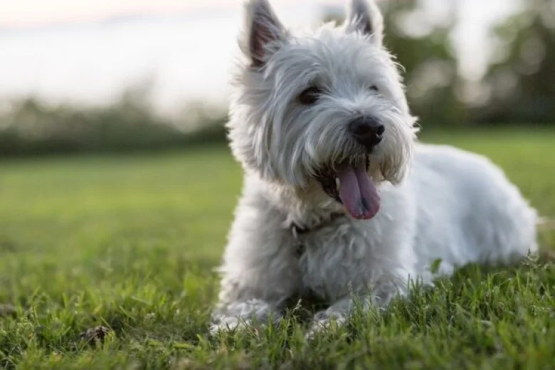 West Highland White Terrier