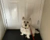 West Highland White Terrier