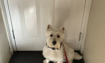 West Highland White Terrier