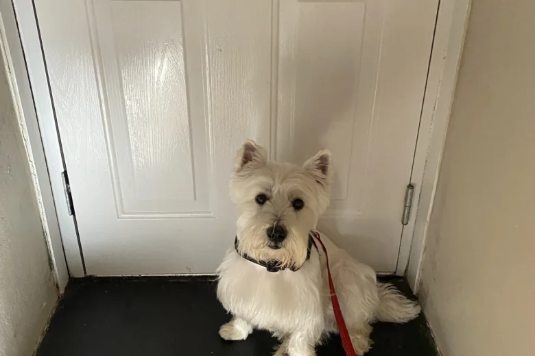 West Highland White Terrier