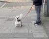 West Highland White Terrier