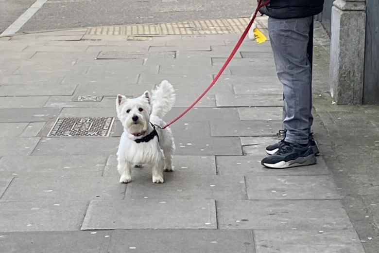 West Highland White Terrier