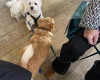 West Highland White Terrier