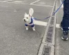 West Highland White Terrier