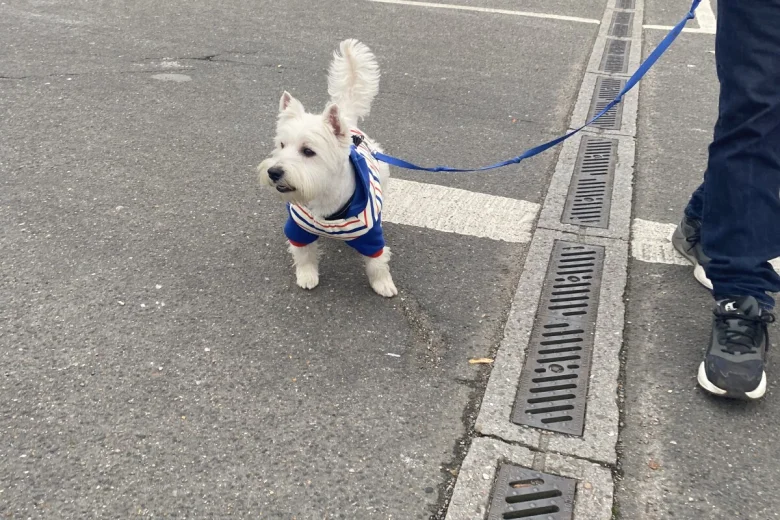 West Highland White Terrier