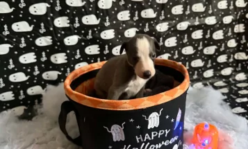 Whippet