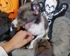 Whippet