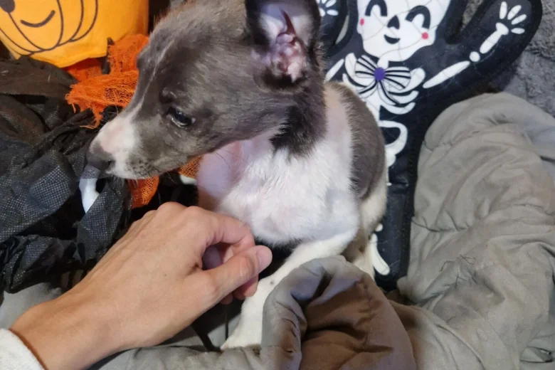 Whippet