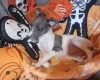 Whippet
